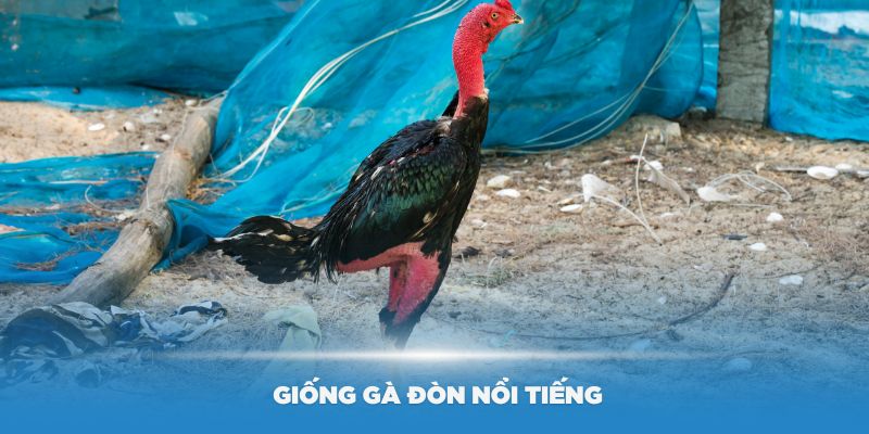 Một số giống gà đòn nổi tiếng nhất hiện nay