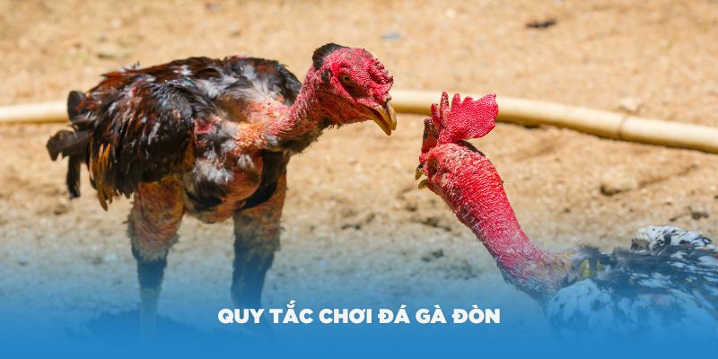 Các quy tắc chơi đá gà đòn bạn nên biết