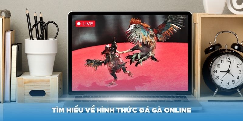 Tìm hiểu về hình thức đá gà online đang dần phổ biến